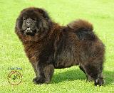 Chow Chow 9B011D-12